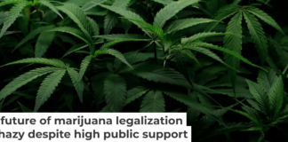 Cannabis plants are seen at Harborside Oakland Dispensary on Aug. 11, 2025, in Oakland, Calif. Justin Sullivan/Getty Images